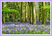 23rd May 2021 - Bluebell Carpet