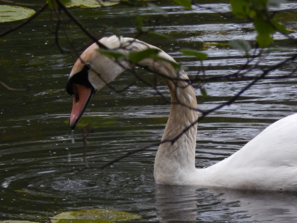 Evening Swan by moirab