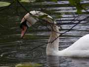 18th May 2021 - Evening Swan