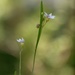 Little blue-eyed grass... by marlboromaam