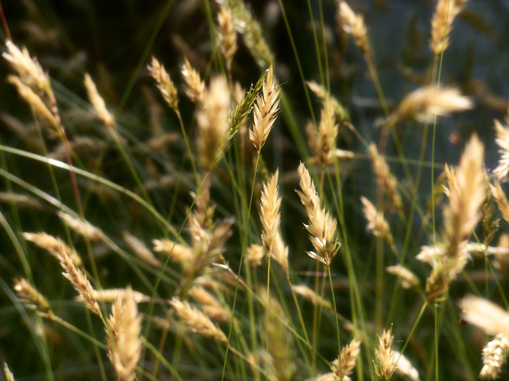 Golden tops... by marlboromaam