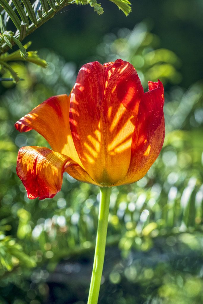 Orange Tulip by kvphoto