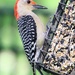 Woody Woodpecker by randy23