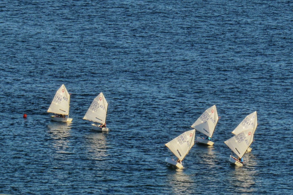 Paper yachts on middle harbour.  by johnfalconer
