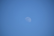 22nd May 2021 - 2021-05-22 Blue Moon