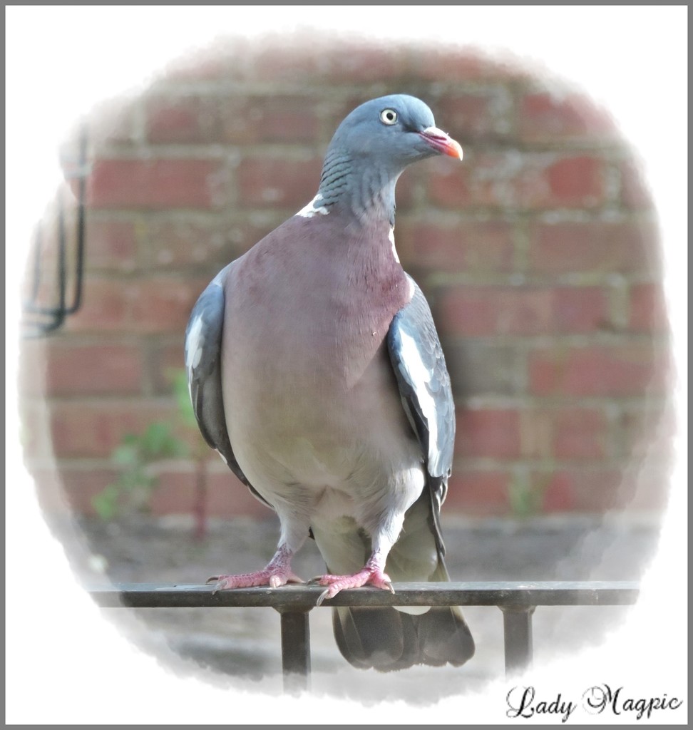 I'm a Pigeon Model, don't you know. by ladymagpie