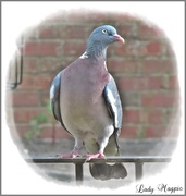 23rd May 2021 - I'm a Pigeon Model, don't you know.