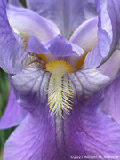 22nd May 2021 - Iris Close-Up
