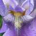 Iris Close-Up by falcon11