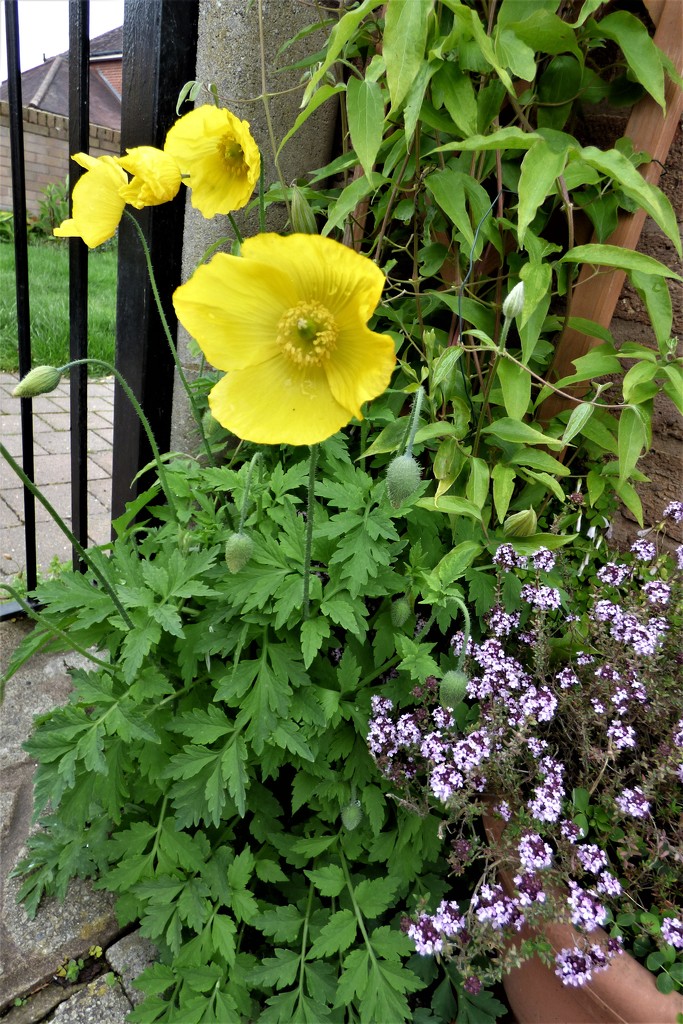 Welsh poppies and the thyme in flower   by beryl