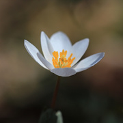 23rd May 2021 - This Past Early Spring - Bloodroot