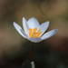 This Past Early Spring - Bloodroot by juliedduncan
