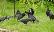 21st May 2021 -  Rooks and Jackdaws 