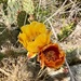 Cactus by loweygrace