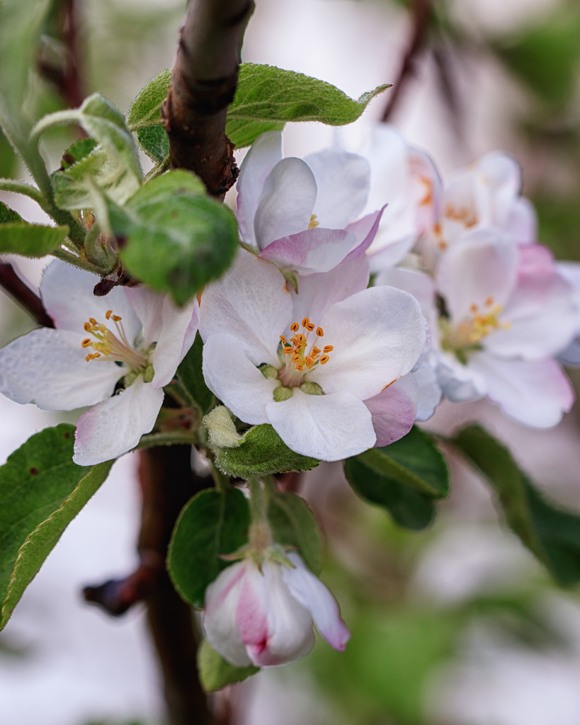 apple blossoms by aecasey