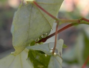 23rd May 2021 - Water Droplets on Maple Leaf