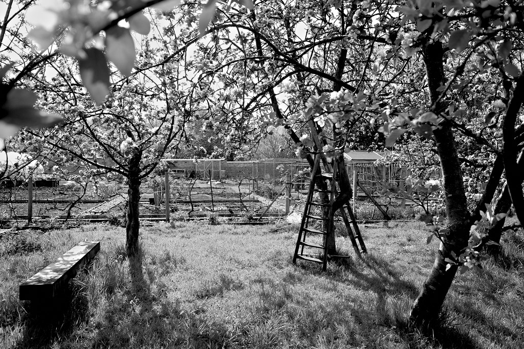 Orchard Ladders by allsop