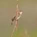 Sedge Warbler by lifeat60degrees