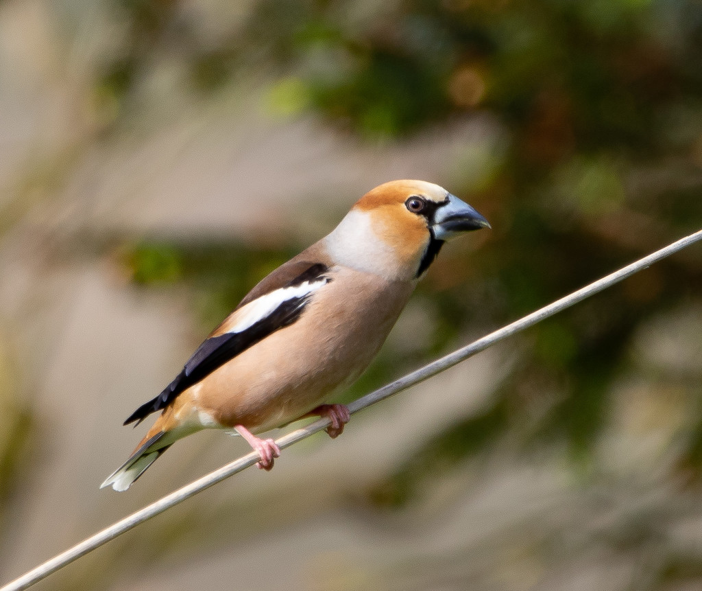 Hawfinch by lifeat60degrees