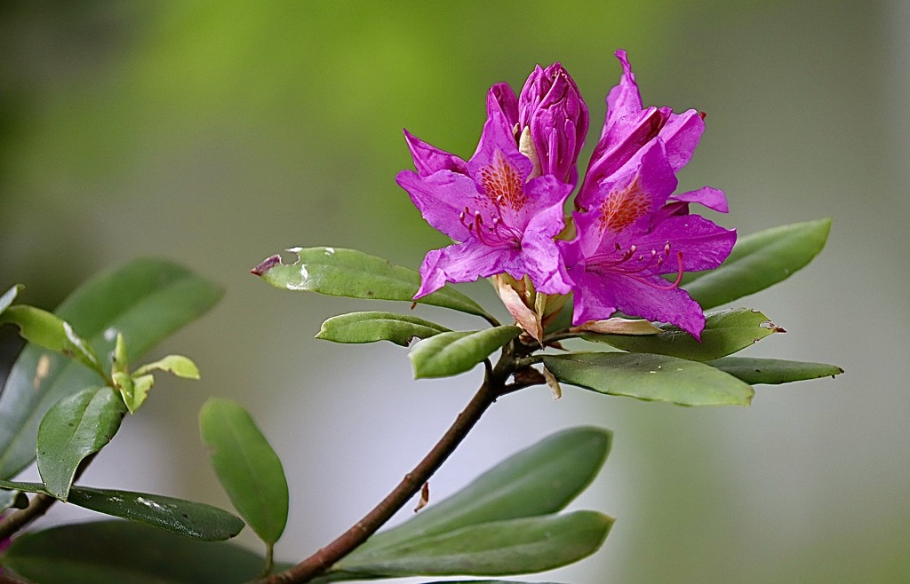 Rhododendron  by carole_sandford