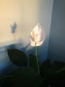 24th May 2021 - Peace Lily