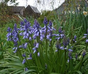 18th May 2021 - bluebells