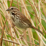 23rd May 2021 - song sparrow