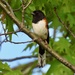 Eastern Towhee by frantackaberry
