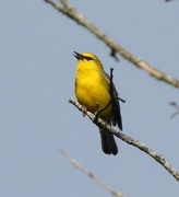 22nd May 2021 - Blue-winged Warbler