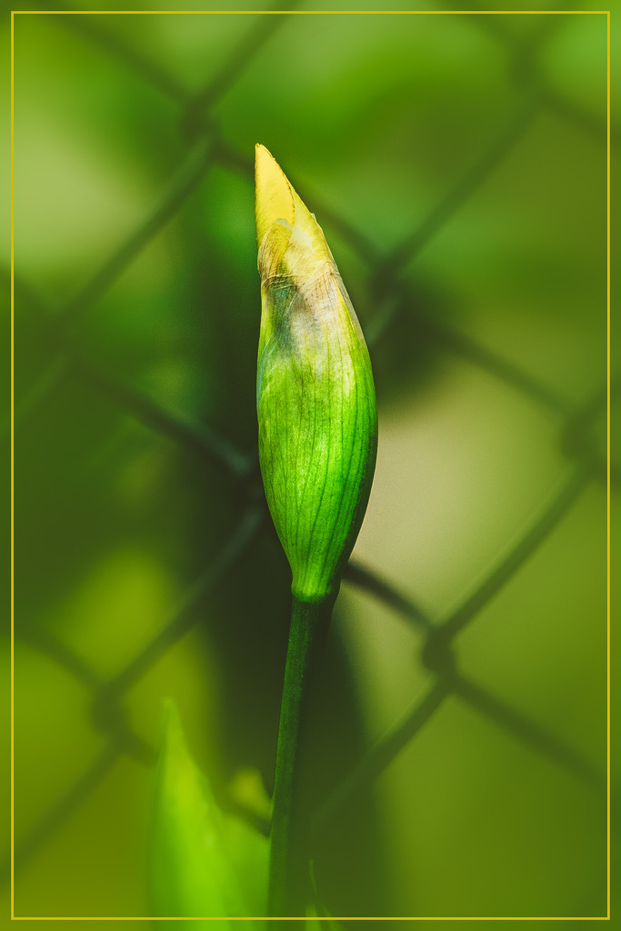 budding yellow iris by jernst1779