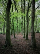 23rd May 2021 - Line of trees