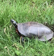 23rd May 2021 - Painted turtle 
