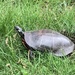 Painted turtle  by mjmaven