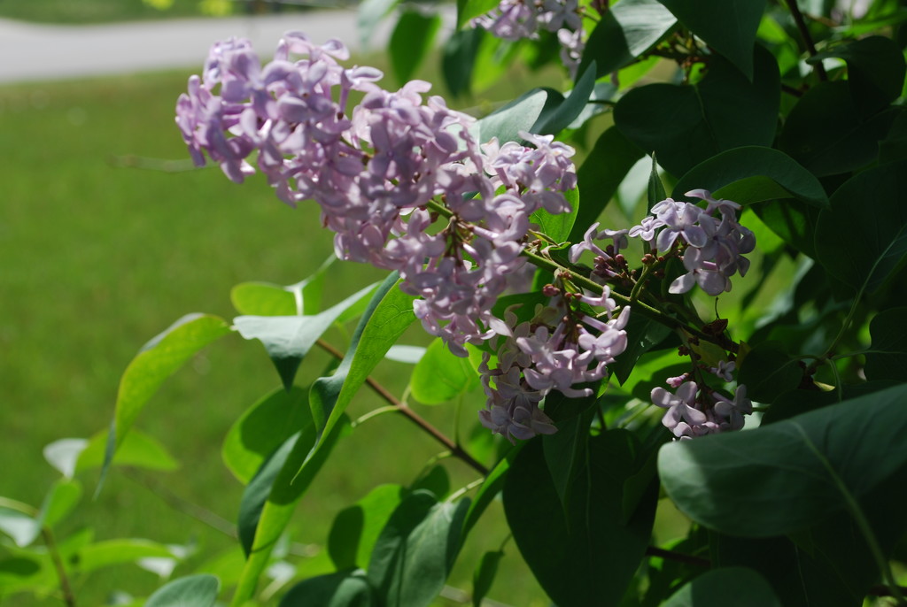 backyard lilac by stillmoments33