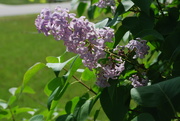 23rd May 2021 - backyard lilac