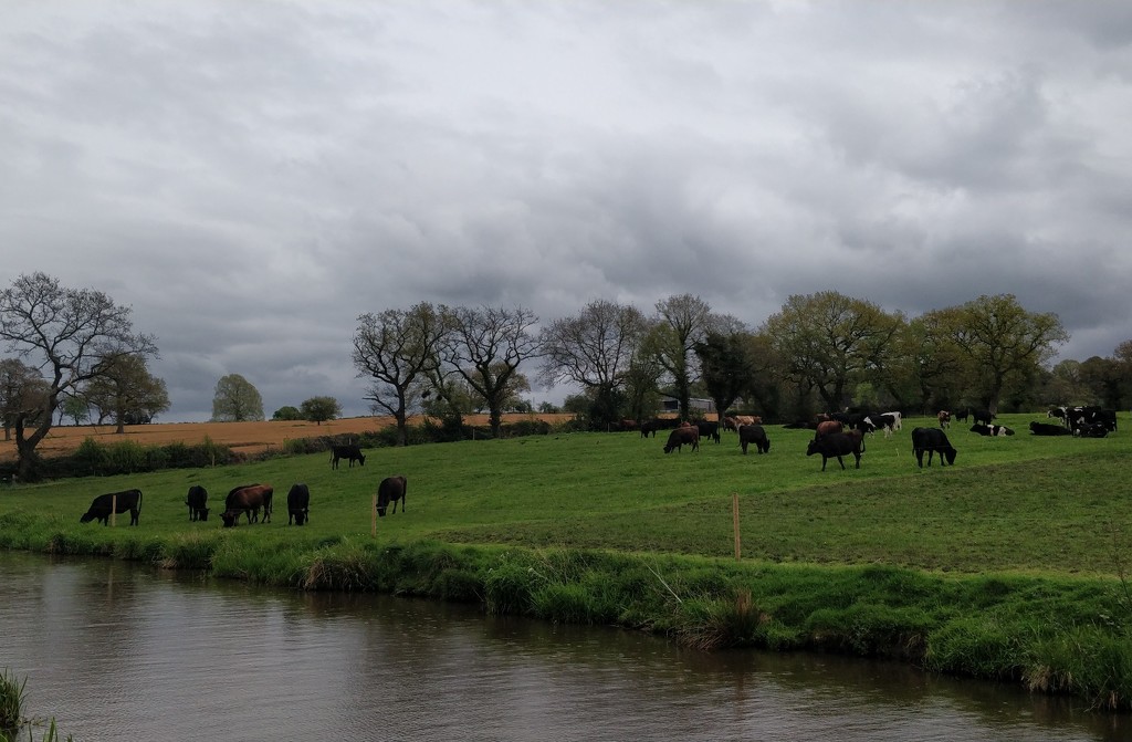 Cows by the Canal by roachling