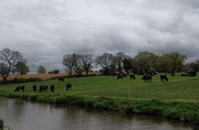 23rd May 2021 - Cows by the Canal