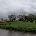 Cows by the Canal by roachling