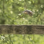23rd May 2021 - Nuthatch
