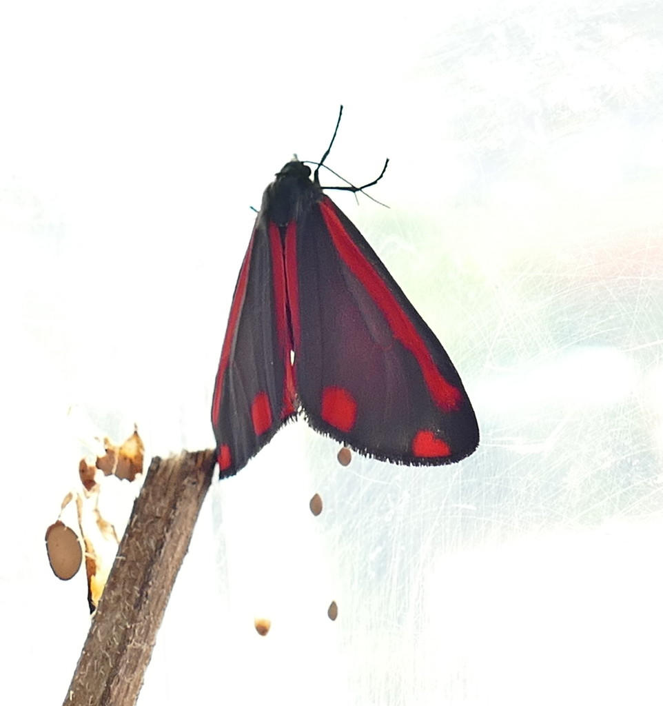 Cinnabar moth by jesika2