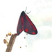 Cinnabar moth by jesika2