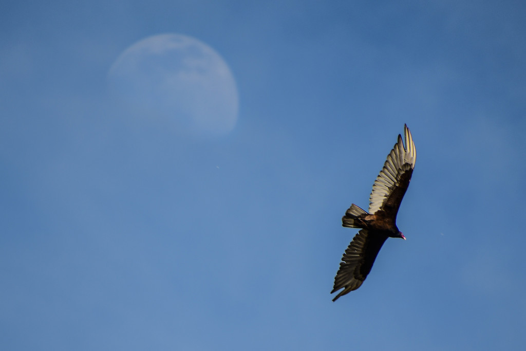 A Vulture and the Moon by kareenking