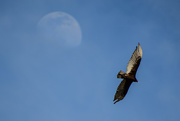 21st May 2021 - A Vulture and the Moon