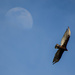 A Vulture and the Moon by kareenking