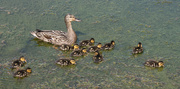 23rd May 2021 - Mum with Ducklings