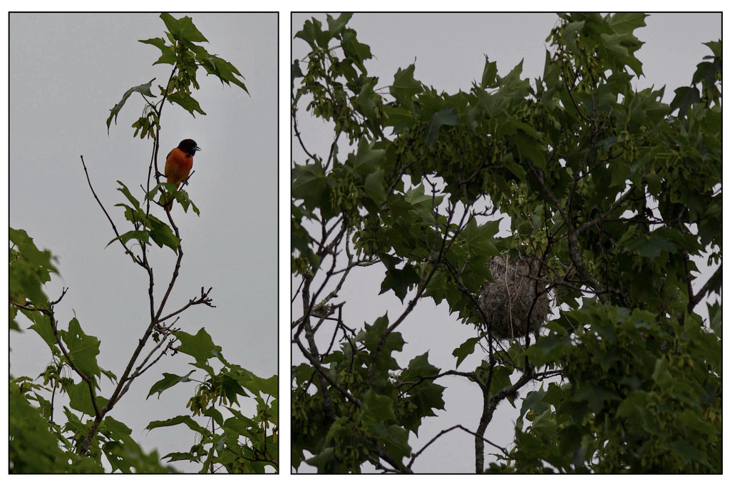 The Oriole's Nest is a Basket by berelaxed