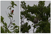 23rd May 2021 - The Oriole's Nest is a Basket