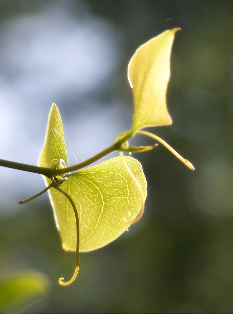 New greenbriar leaves... by marlboromaam