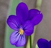 24th May 2021 - A little violet 