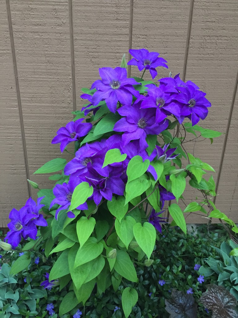 Purple flowers  by kchuk